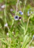 View full-size image Cynoglossum creticum