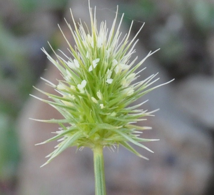 Image of Echinaria capitata specimen.