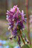 View full-size image Corydalis solida