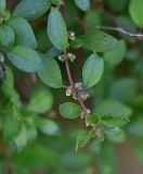 View full-size image genus Parietaria