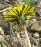 род Taraxacum. Соцветие. Смоленская обл., Смоленский р-н, окр. пос. Каспля, склон доломитового холма. 08.05.2011.