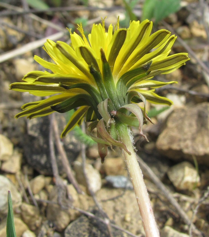 Изображение особи род Taraxacum.