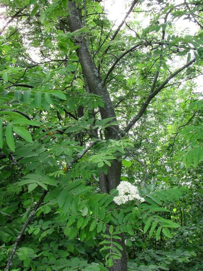 Image of Sorbus aucuparia specimen.