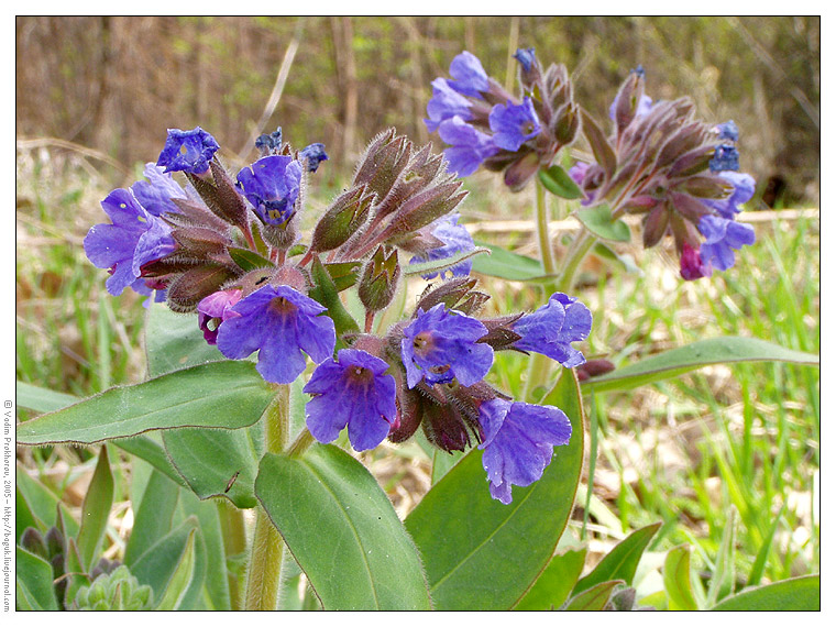 Image of Pulmonaria mollis specimen.