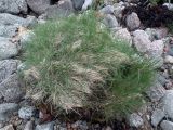 genus Festuca. Куртина цветущих растений на задернованном валуне в зоне супралиторали. При сизигийном приливе заливается морской водой. Кольский п-ов, Восточный Мурман, Дальние Зеленцы, юго-западный берег губы Ярнышная. 23.06.2011.