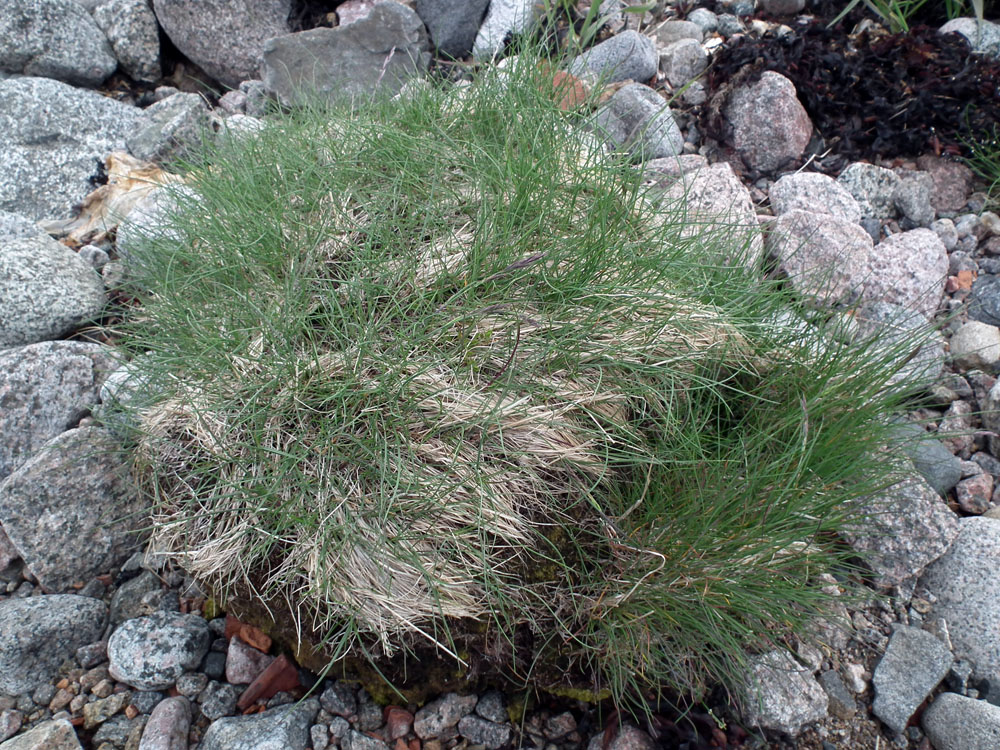 Image of genus Festuca specimen.