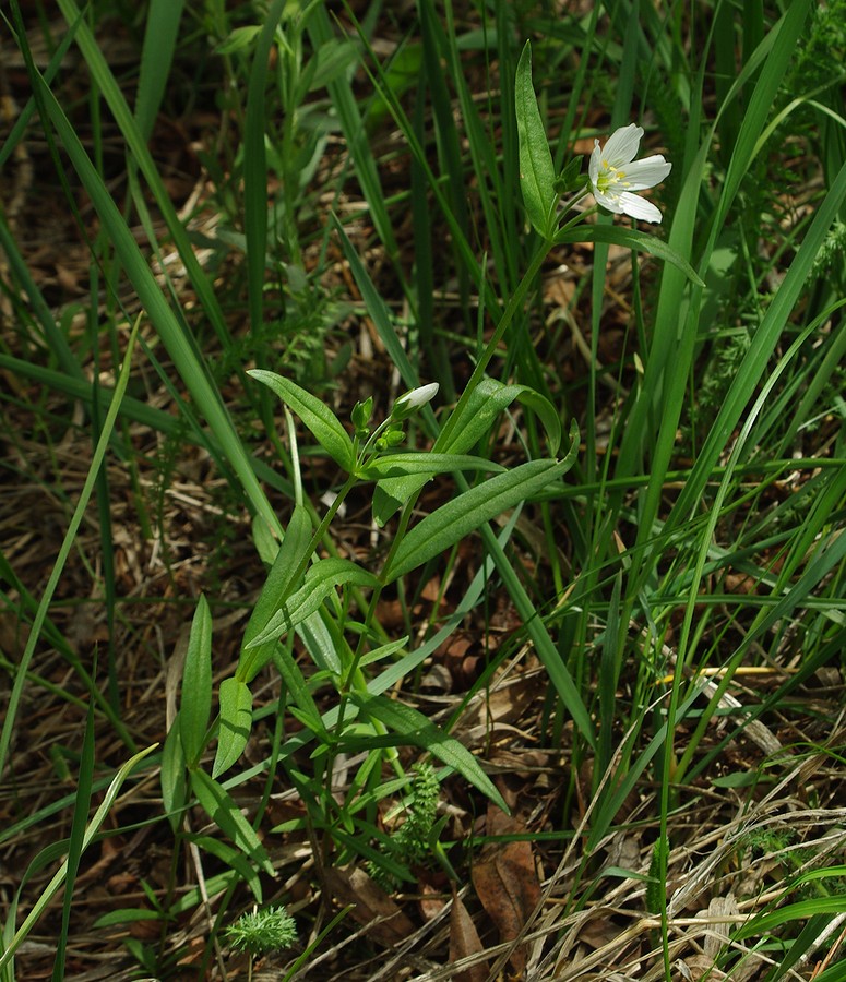 Image of Cerastium bungeanum specimen.