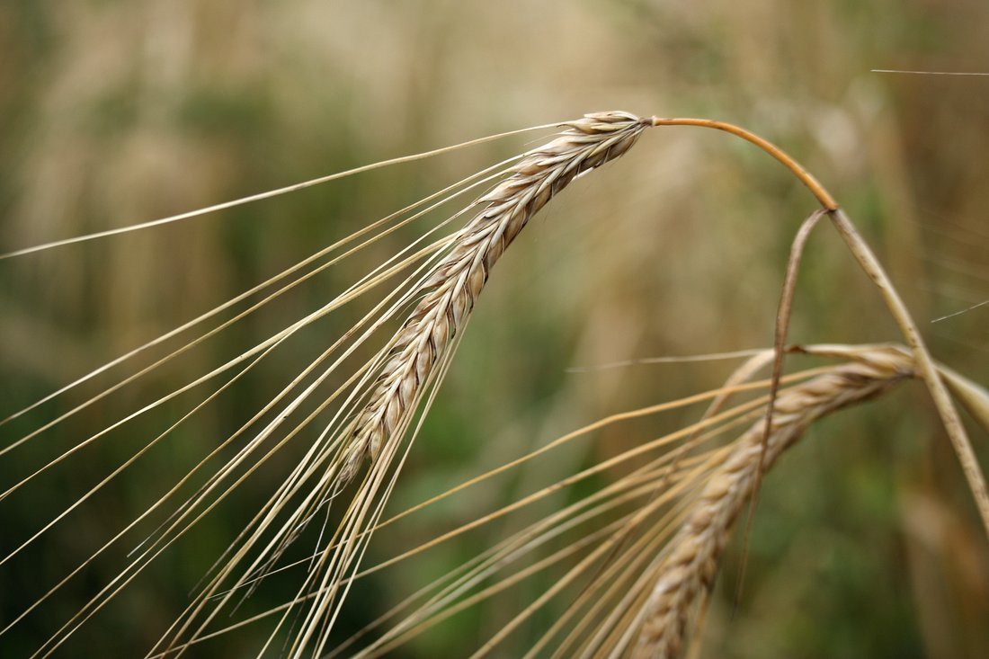 Image of Hordeum distichon specimen.