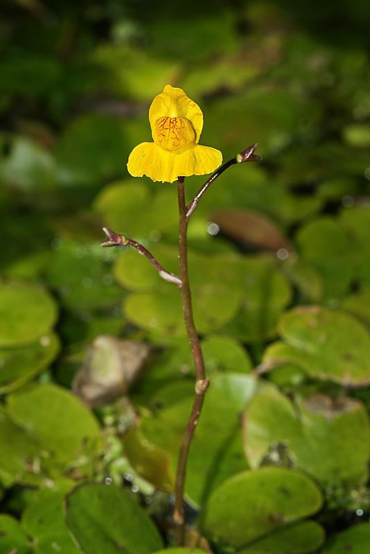 Image of Utricularia &times; neglecta specimen.