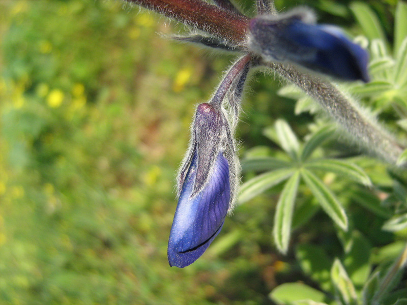 Image of Lupinus pilosus specimen.