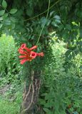 Campsis radicans. Цветущее растение на стволе пальмы. Абхазия, Гудаутский р-н, г. Новый Афон, Приморский парк. 18 июля 2008 г.