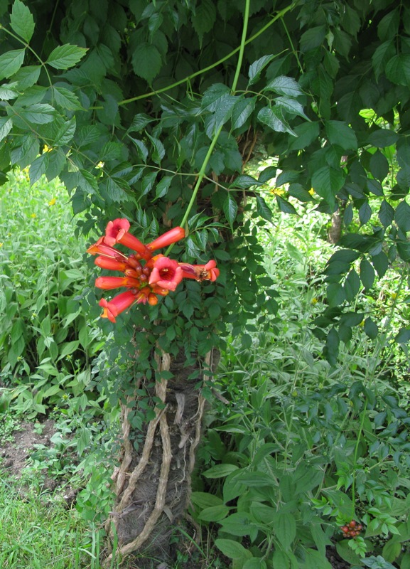 Image of Campsis radicans specimen.