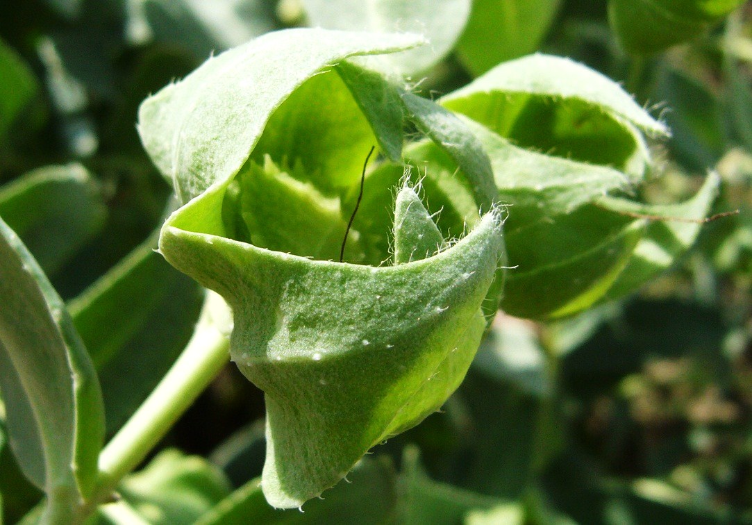 Image of Caccinia macranthera specimen.