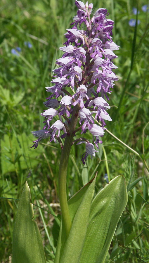 Image of Orchis militaris specimen.