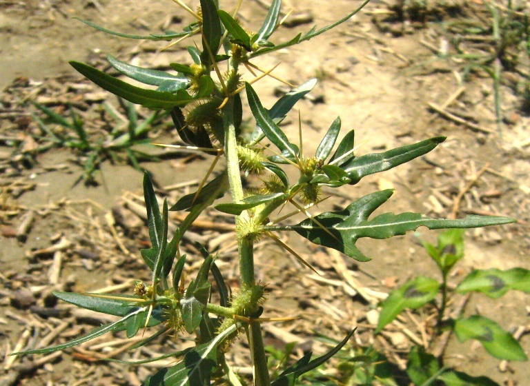 Image of Xanthium spinosum specimen.