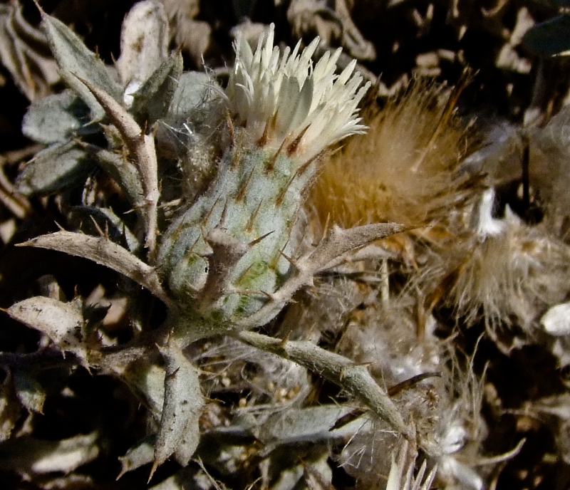 Image of Atractylis carduus specimen.