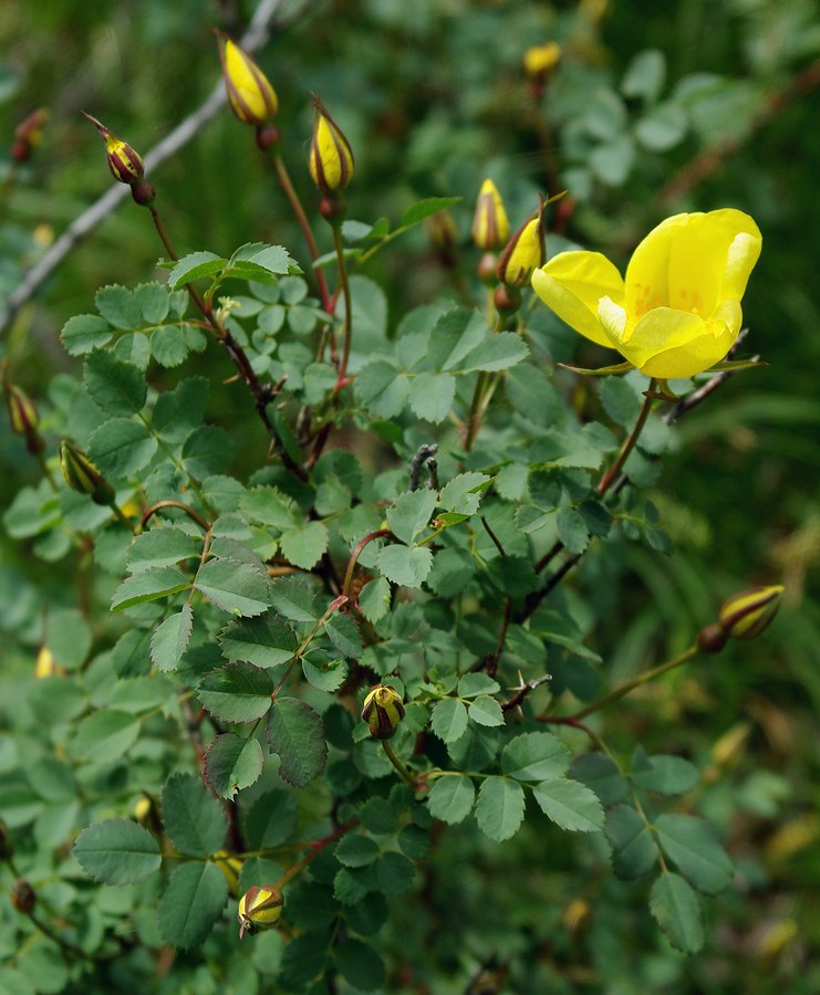 Image of Rosa platyacantha specimen.