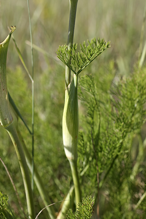 Image of Ferula karatavica specimen.