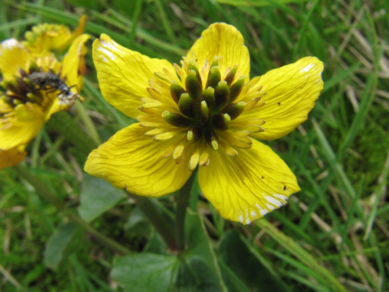 Изображение особи Caltha palustris.