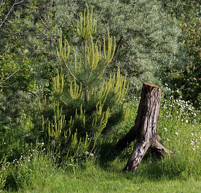 Image of Pinus sylvestris specimen.