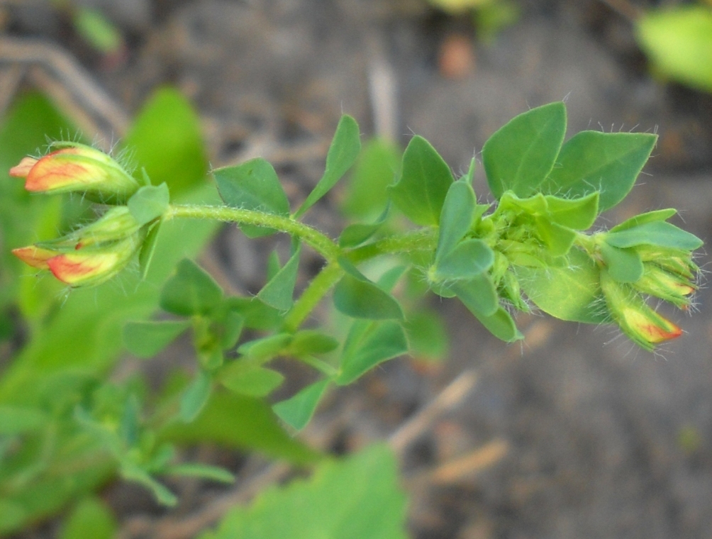 Image of Lotus komarovii specimen.