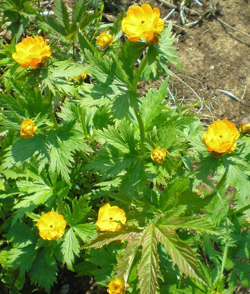 Image of Trollius sachalinensis specimen.