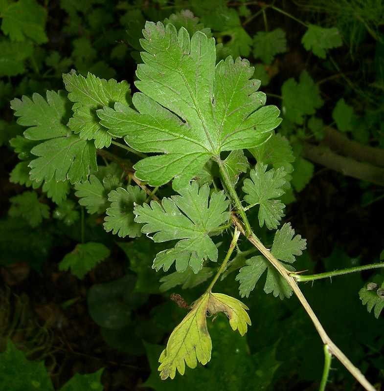 Image of Grossularia uva-crispa specimen.