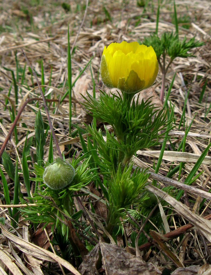 Image of Adonis vernalis specimen.