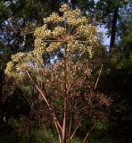 Archangelica officinalis