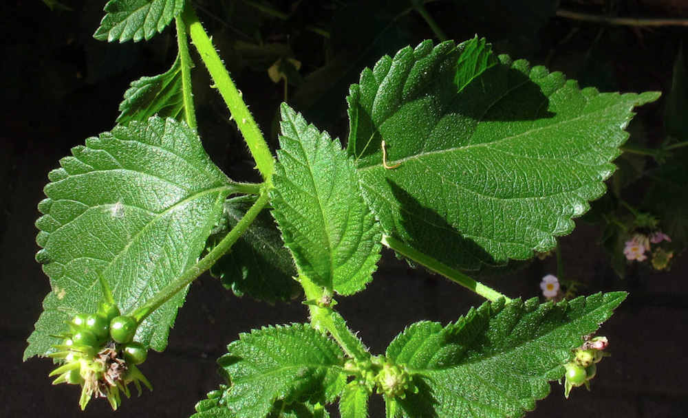 Image of Lantana camara specimen.