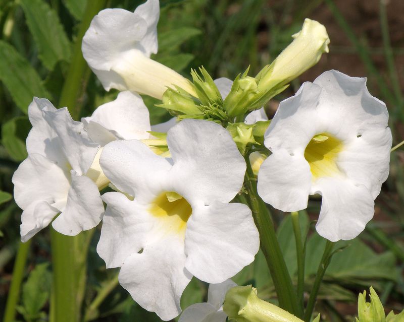 Image of Incarvillea delavayi specimen.