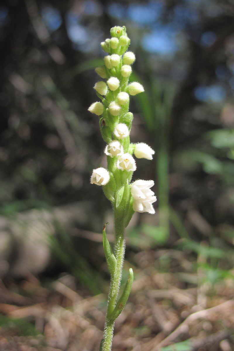 Image of Goodyera repens specimen.