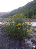 Tanacetum vulgare. Цветущее растение на берегу горной реки. Кабардино-Балкария, Зольский р-н, долина Джилы-Су. 27.07.2012.