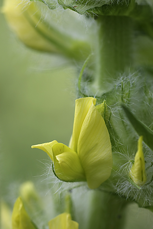 Image of Astragalus sieversianus specimen.