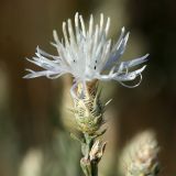 Centaurea diffusa