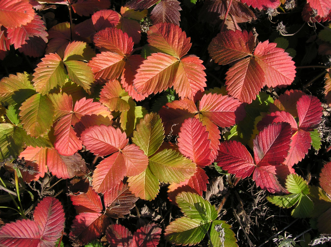 Image of Fragaria viridis specimen.