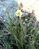 Helianthemum apenninum