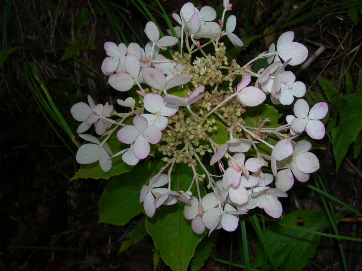 Изображение особи Hydrangea paniculata.