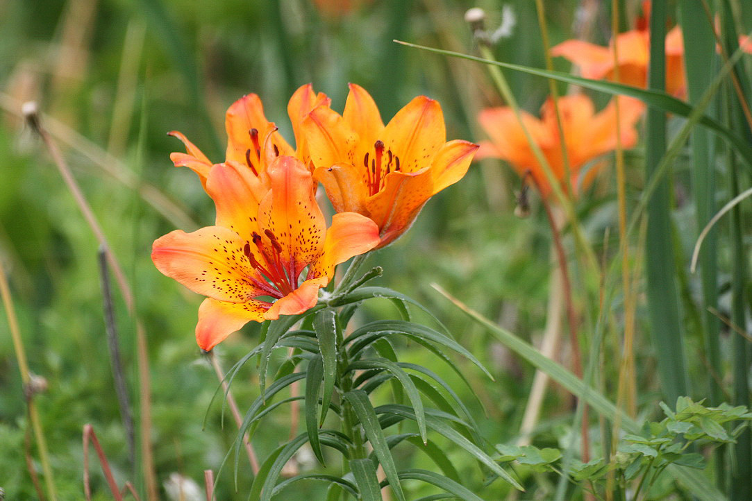 Image of Lilium pensylvanicum specimen.