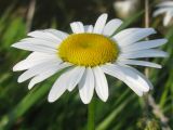 Leucanthemum vulgare. Соцветие. Украина, Тернопольская обл., Кременецкий р-н, г. Почаев, берег озера. 02.06.2012.