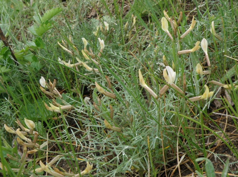 Изображение особи Astragalus ucrainicus.