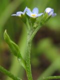 Myosotis cespitosa