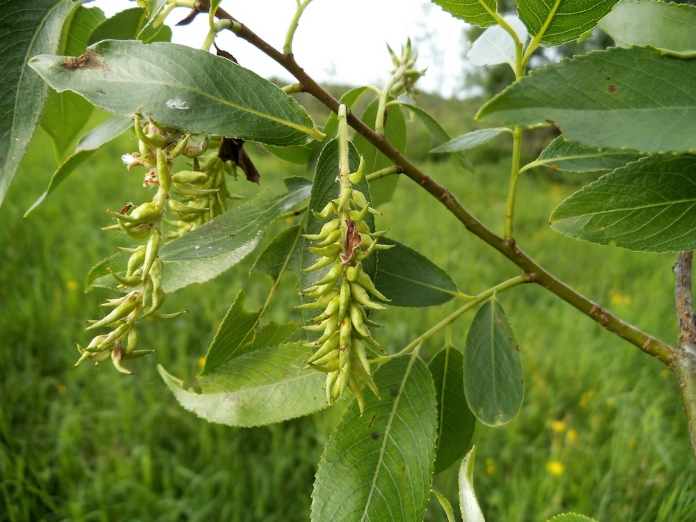 Image of Salix &times; meyeriana specimen.