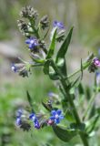 Anchusa azurea. Верхушка побега с соцветиями. Армения, Вайоц Дзор, ущелье реки Арпа, луговой склон. 03.05.2013.