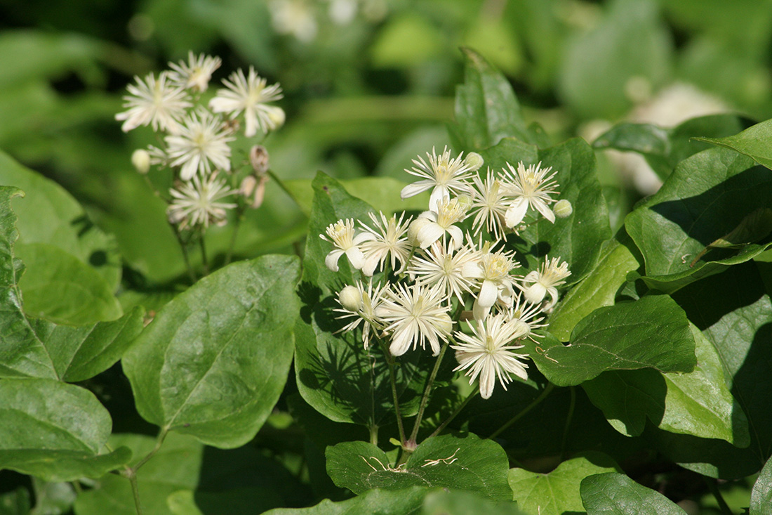 Image of Clematis vitalba specimen.