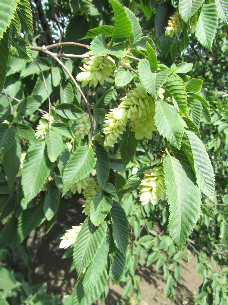 Image of Ostrya carpinifolia specimen.