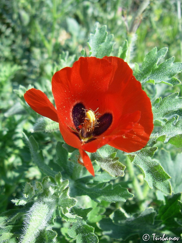 Image of Glaucium corniculatum specimen.