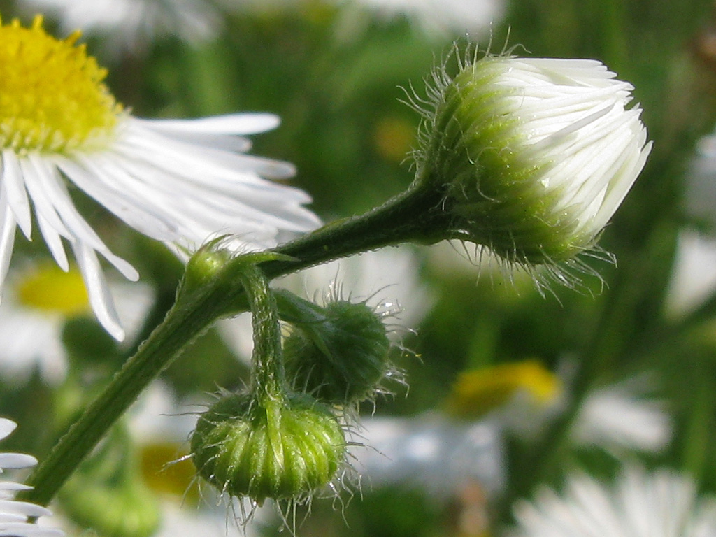 Image of Erigeron annuus specimen.