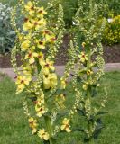 Verbascum pyramidatum. Соцветия. Германия, г. Krefeld, Ботанический сад. 10.06.2013.