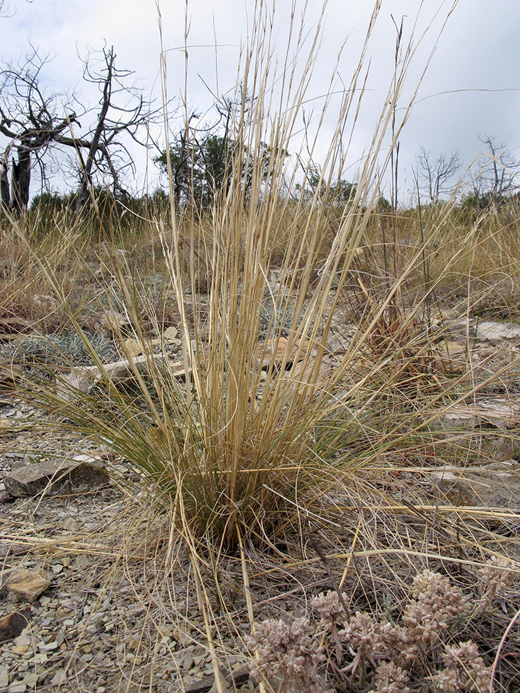 Изображение особи Stipa capillata.